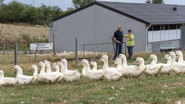 Nos canards élevés en plein air